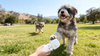 Why Are More Pet Owners Choosing Portable Grooming Tools? Convenience Is Everything